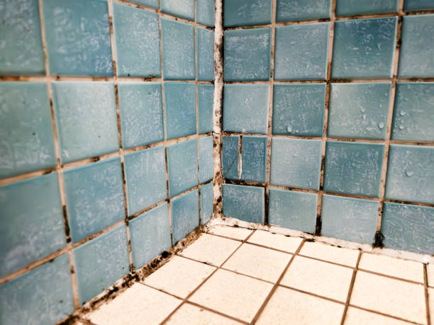 Best Comprehensive Air Testing for Mold Contaminants  in Alliance, NE