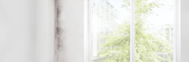 Best Mold-Related Health Consultation  in Alliance, NE